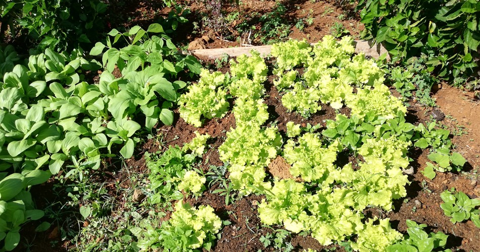 Jardin-bio-ile-maurice-feuillesetfleurs001