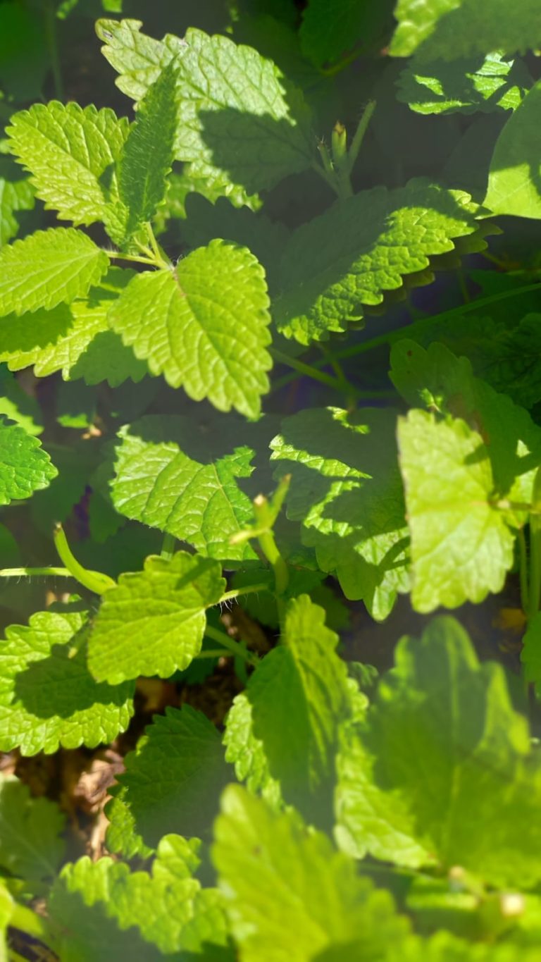 La Mélisse | Feuilles et Fleurs La Mélisse | Feuilles et Fleurs