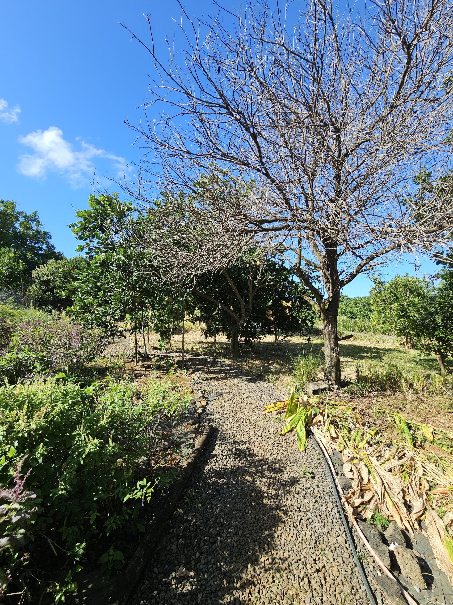 jardin 1