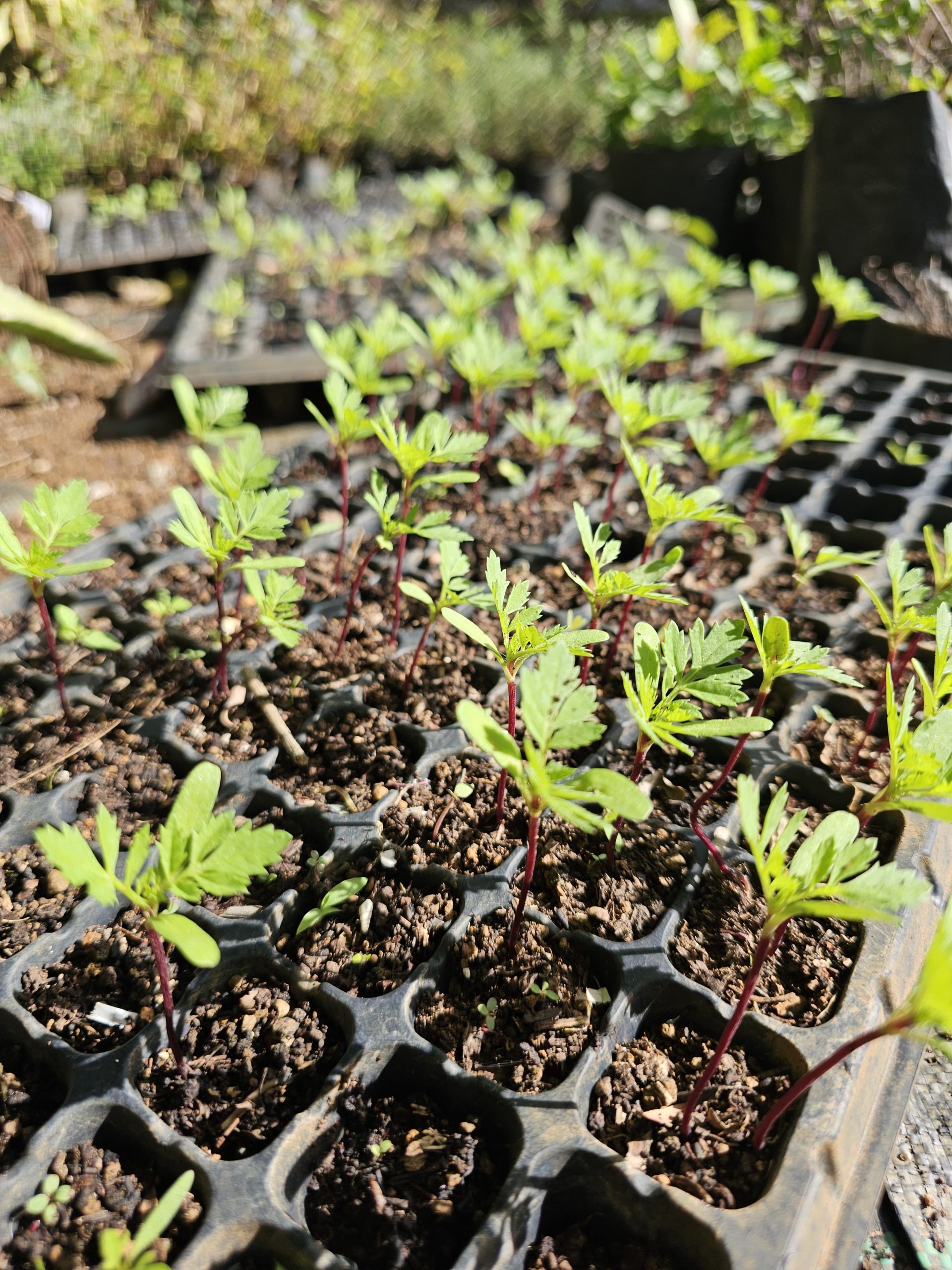 plantules
